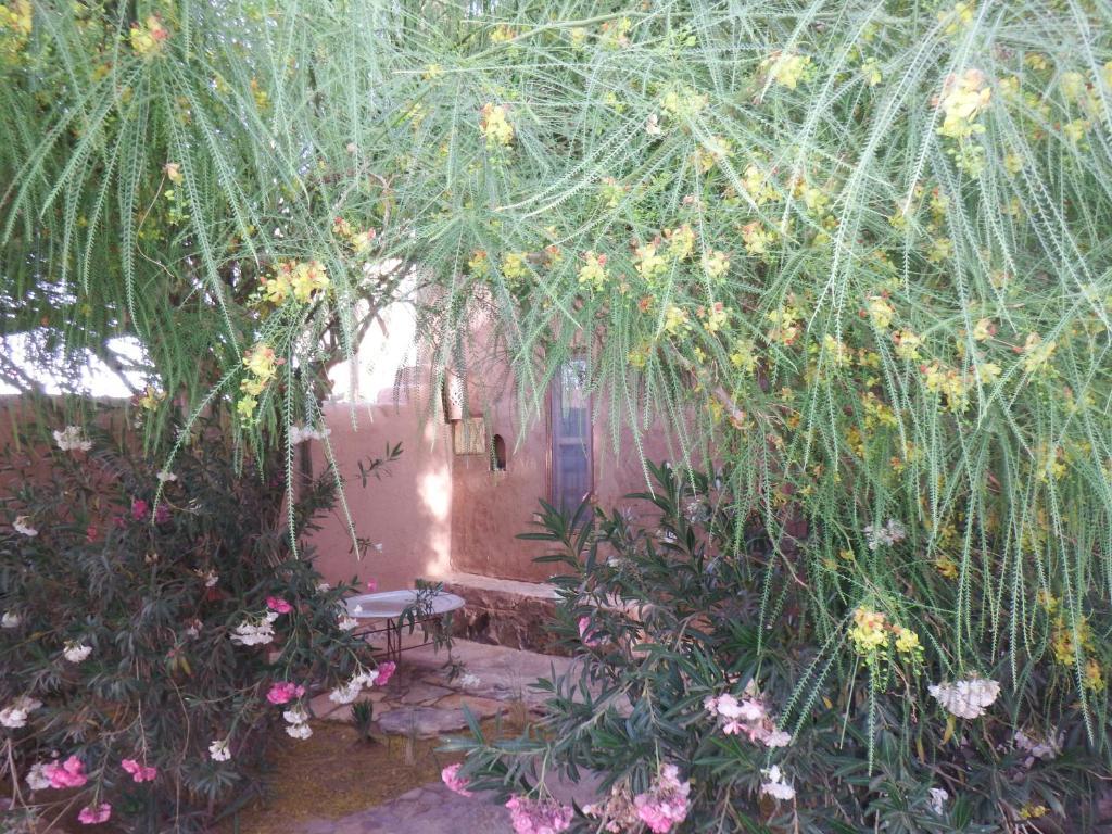 Bed and Breakfast Dar Paru Мхамид Номер фото